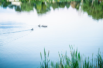 Colorado village lake with boats and daisies