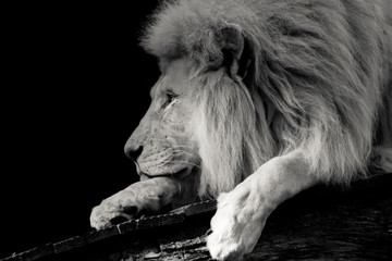 black and white portrait image of  lion 