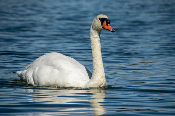 Mute swans (cygnus olor) on the River Crouch at South Woodham Ferrers, Essex, UK