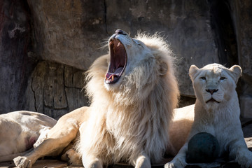 a roaring African white lion and liones