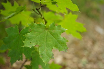 green maple leaves on the tree branch in autumn forest.