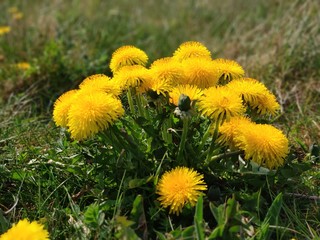 dandelions in a meadow