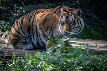 A young Siberian tiger close up 