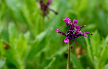 purple flower sitting in the grass.