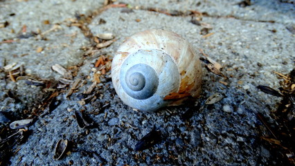 Schnecken Haus auf dem Boden