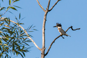  belted kingfisher (Megaceryle alcyon)