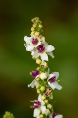 Purple white and green bell flowers.