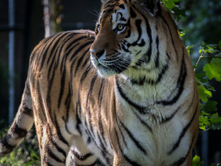 A young Siberian tiger close up 