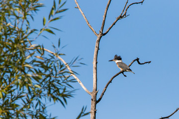  belted kingfisher (Megaceryle alcyon)