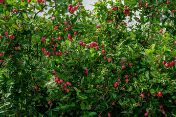 Fototapeta na wymiar Carissa carandas, Carunda, Karonda seeds ripe pink or red colorful, tropical citrus karanda or koromcha fruit