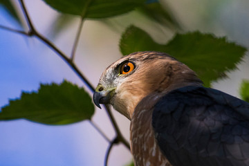 Adult Cooper's hawk (Accipiter cooperii) portrait