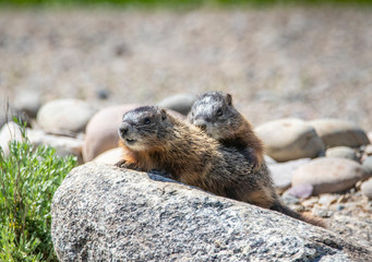 Yellow Bellied Marmots