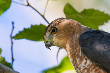 Adult Cooper's hawk (Accipiter cooperii) portrait