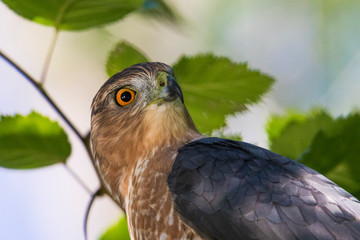 Adult Cooper's hawk (Accipiter cooperii) portrait