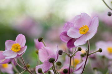 More beautiful purple and pink flowers.