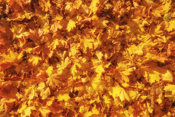 Autumn maple leaves lit by sunlight. Yellow background of fallen maple leaves.