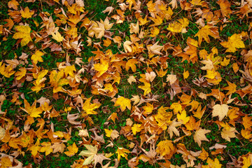 Many fallen leaves lie on the green grass. Autumn background of yellow maple leaves