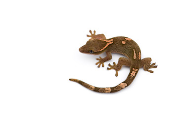 The cat gecko isolated on white background
