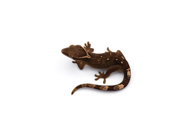 The cat gecko isolated on white background