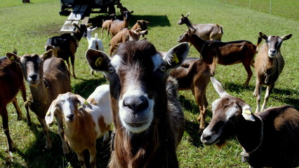 Ziegen auf weide