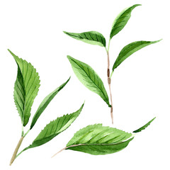 Green tea leaves. Watercolor background illustration set. Isolated leaf illustration element.