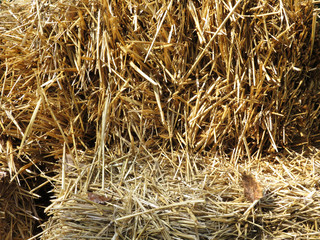 Hay collected in a stack. Haystack on a sunny morning against the blue sky. Harvested. Use as background.
