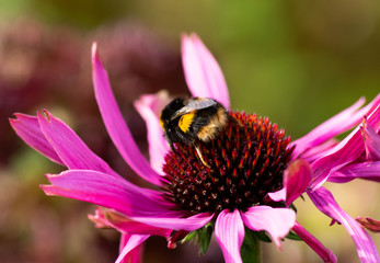 Bee on a purple flower.