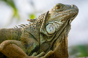 Green Iguana reptile close up portrait