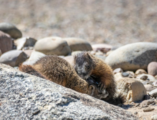 Yellow Bellied Marmot