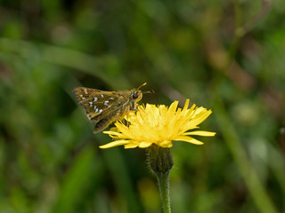 Silver-spotted Skipper Butterfly on Flower