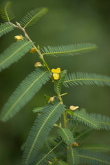 カワラケツメイ（河原決明）