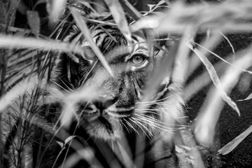 black and white photo of tiger behind the bush  - Powered by Adobe