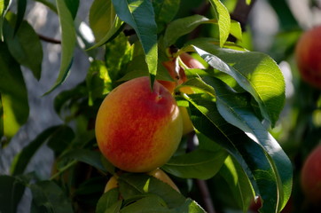 Peach tree branch or Prunus persica with single ripe fruits, recommended as background, Zavet, Bulgaria