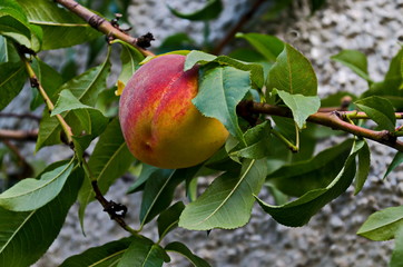 Peach tree branch or Prunus persica with single ripe fruits, recommended as background, Zavet, Bulgaria