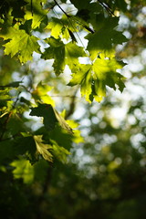 green maple leaves on the tree in autumn forest.