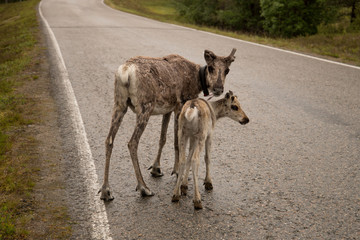 Zwei Rentiere auf einsamer Straße in Finnland