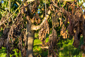 Dried and moldy cherries due to hot weather, no rainfall in western Germany, broken branches.