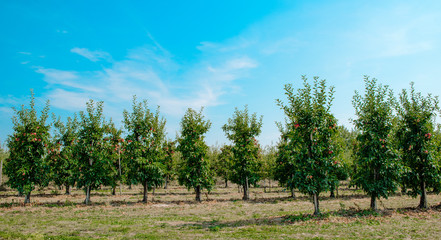 Apple orchard, apple trees. Agricultural concept. A row of trees planted to gather apples. Production of juices, sale of fruit in stores.