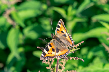 Summer landscape with a beautiful butterfly Urticaria on a leaf of nettle.