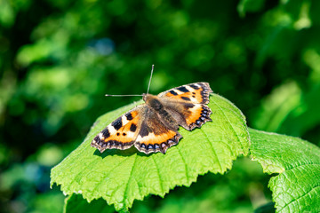 Butterfly Urticaria sits on a green leaf. Colorful butterfly closeup in the summer garden.