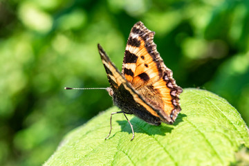 Fototapeta premium Butterfly wings close-up on a green background. Natural summer green background with big butterfly sitting on a plant leaf. 