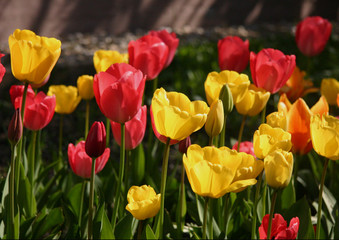 Tulpen