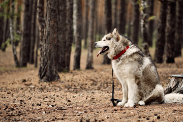 Alaskan Malamute on nature in the autumn park. Domestic pet