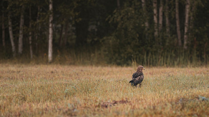 Obraz na płótnie Canvas Hawk hunting in the grass in foggy morning. 
