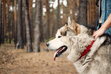 Alaskan Malamute on nature in the autumn park. Domestic pet