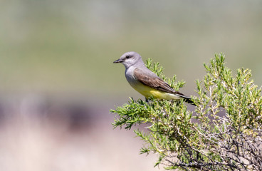 Western Kingbird