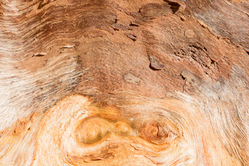 Textural image of the fibers of the felled and split logs