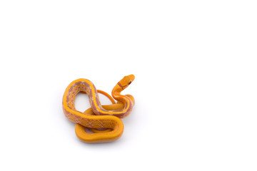 Copper-headed Trinket snake isolated on white background
