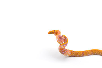 Naklejka premium Copper-headed Trinket snake isolated on white background