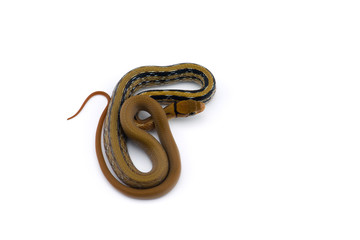 Copper-headed Trinket snake isolated on white background